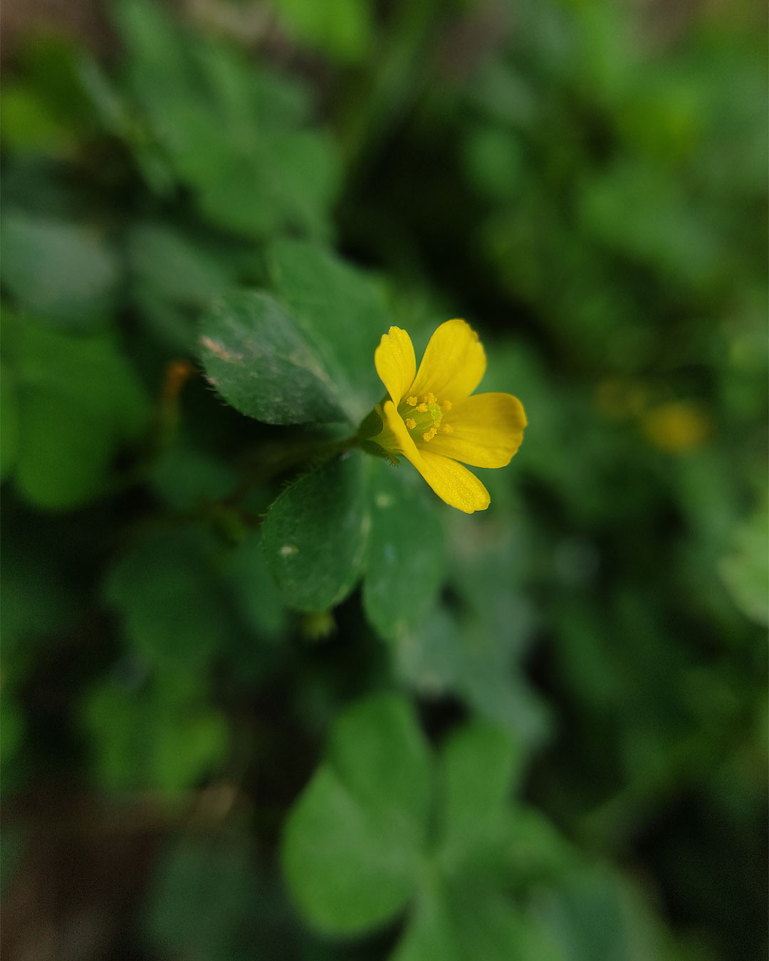 Foto macro no celular de uma flor pequena