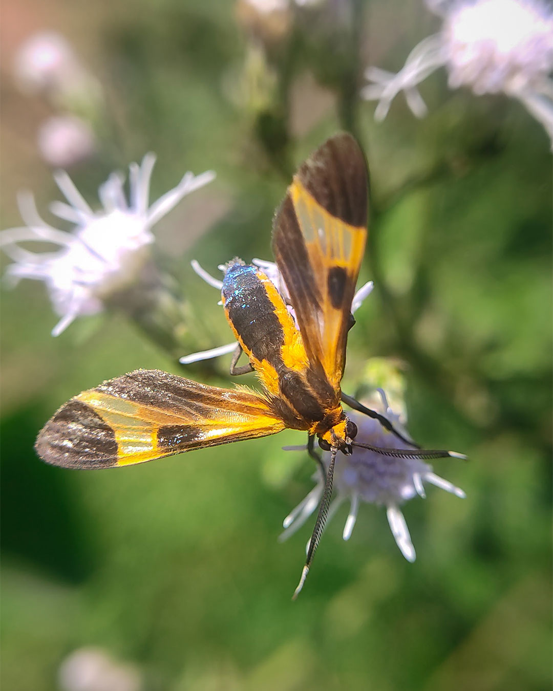 Foto macro de um inseto em movimento