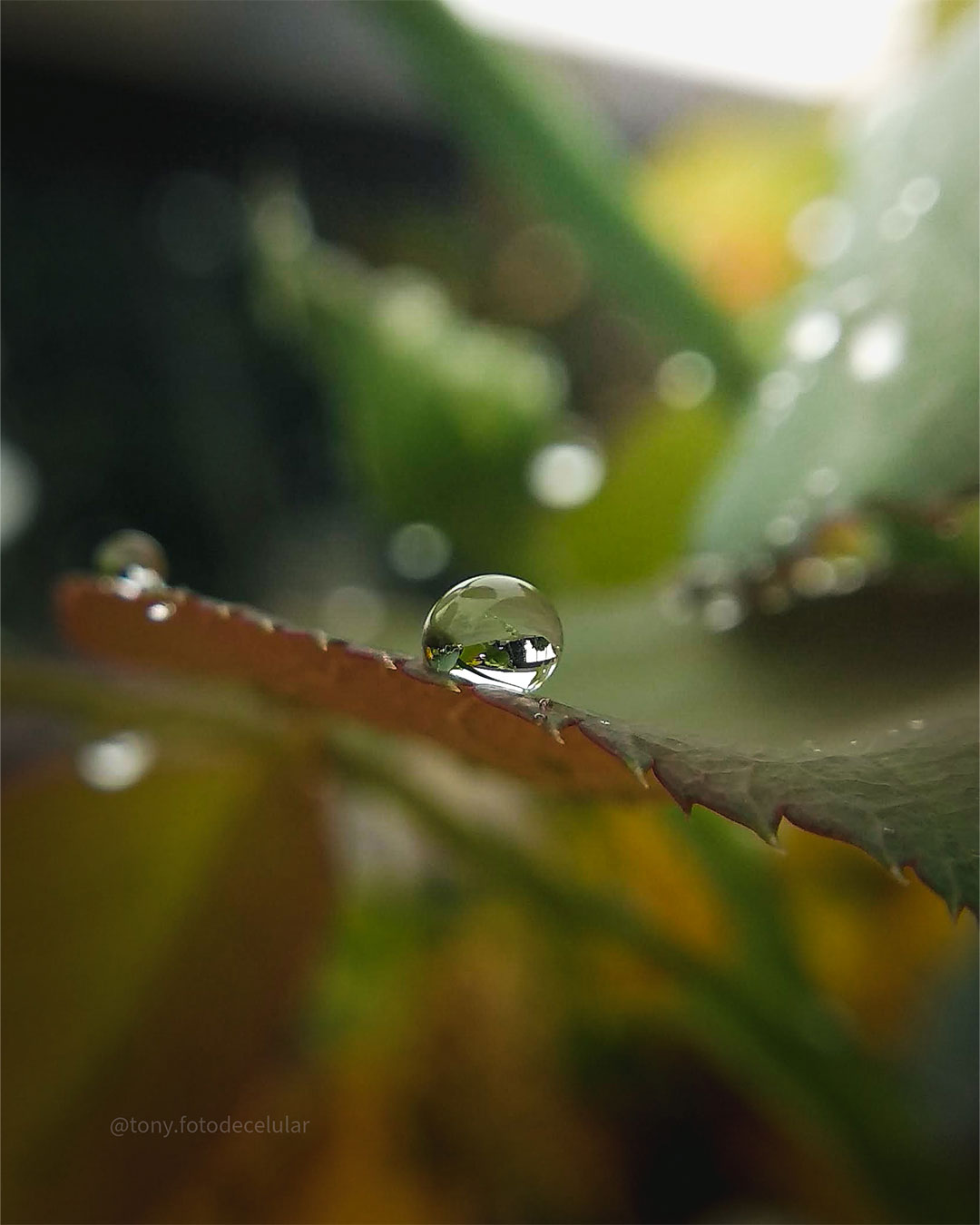 Foto macro feita no celular de uma gotinha de chuva