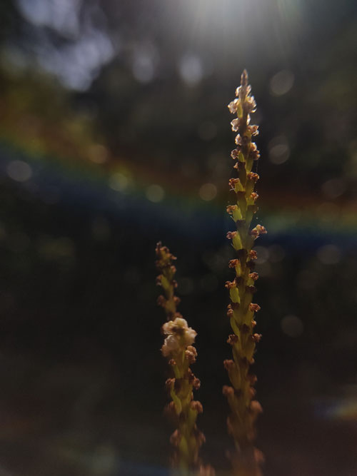 Foto feita com celular de uma matinho sem edição