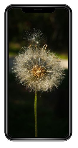 Foto feita com o Curso de fotografia de celular